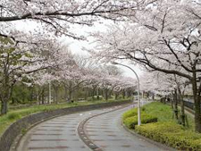 水元公園桜風景
